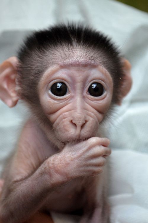 baby monkey cute animals