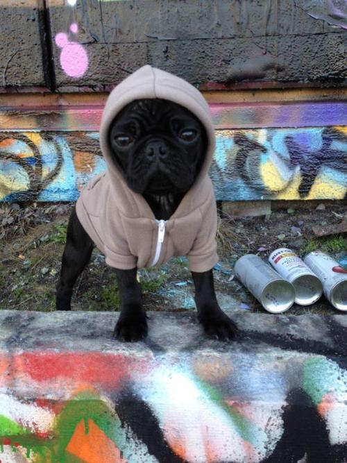 pug life puppies hoodies cute animals