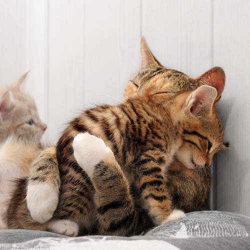 cats hugging kittens cute animals