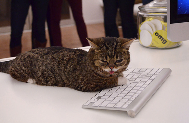bub cat typing