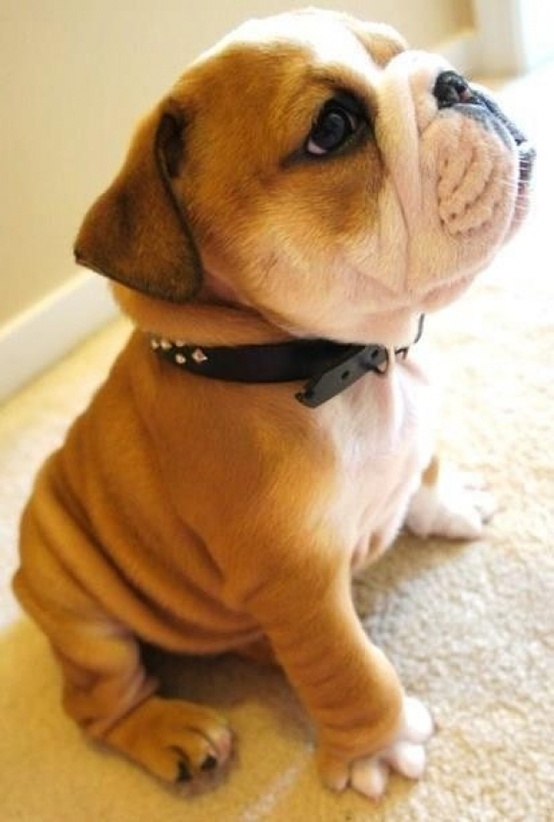 bulldog puppy