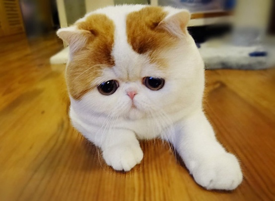 cute cat