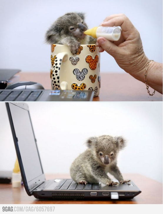Baby Koala