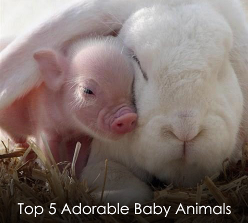 cute baby animal