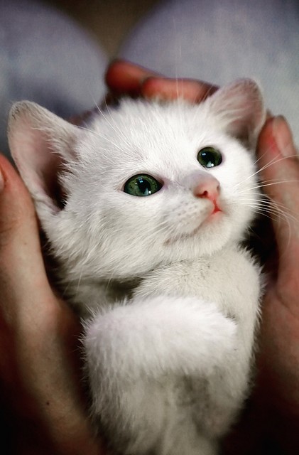 cute kitten