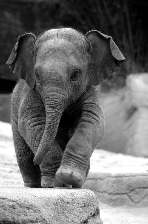 cute baby elephant