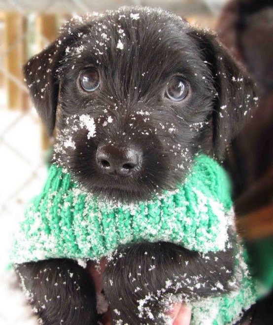 puppy in snow