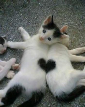 Valentine Kittens