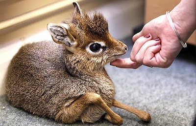 baby antelope