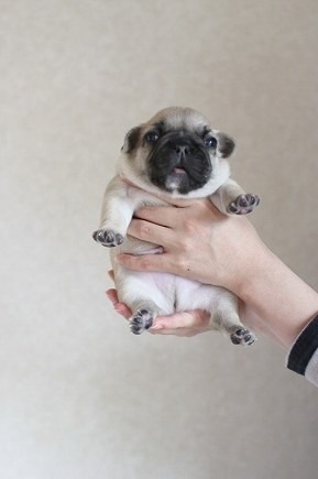 baby pug