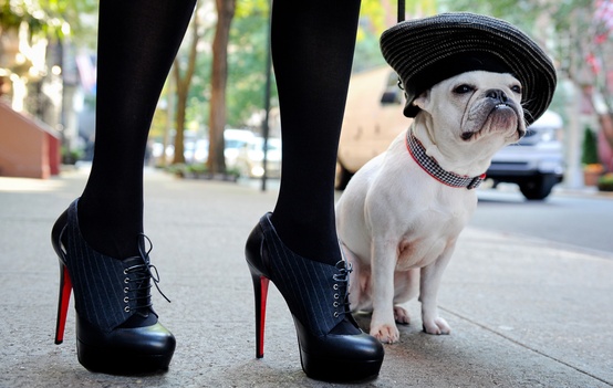 fashion bulldog