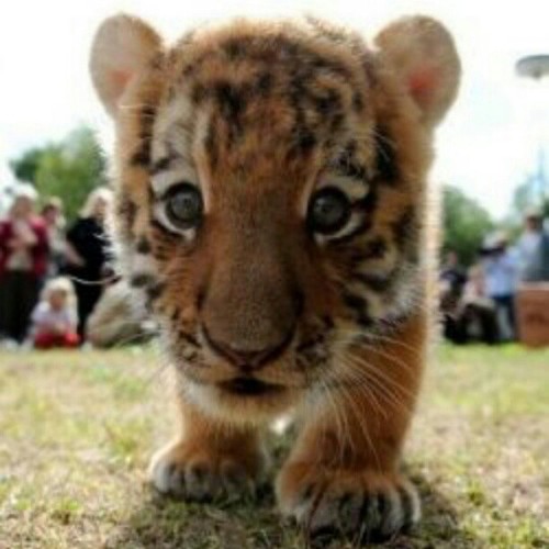 baby tiger