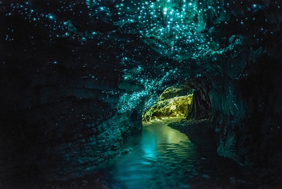 Waitomo caves glow worms