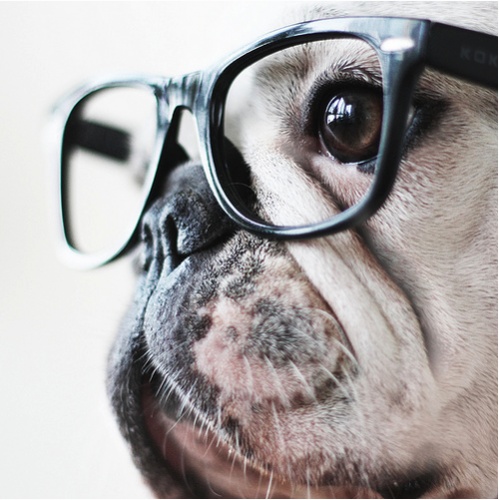 glasses bulldog