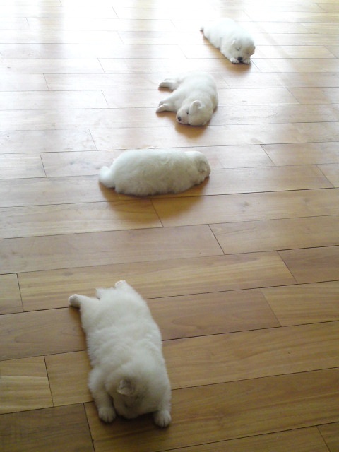 puppies on the floor