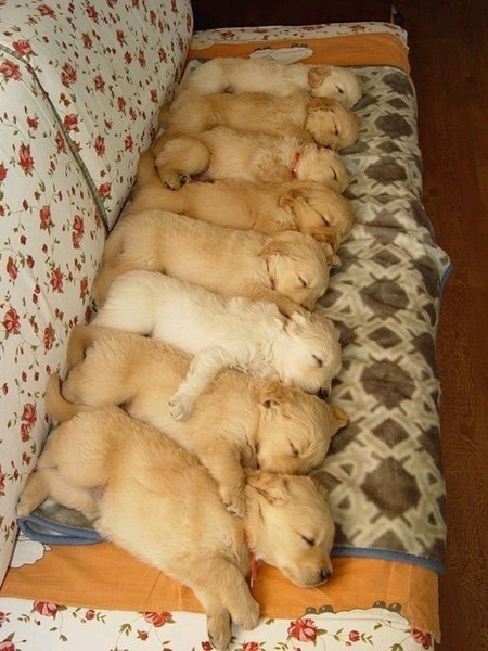 row of puppies