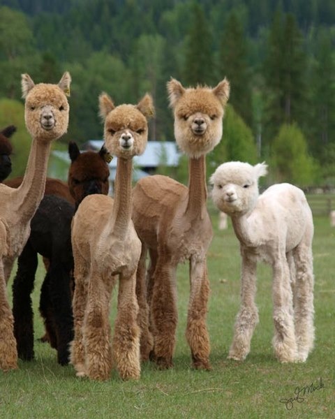 sheared alpacas