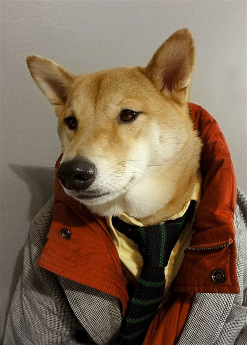 menswear dog