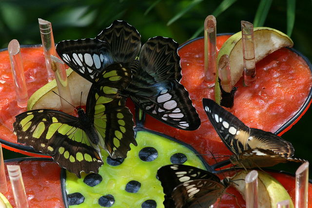 butterfly feeder