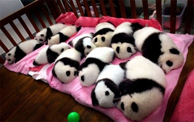 baby pandas