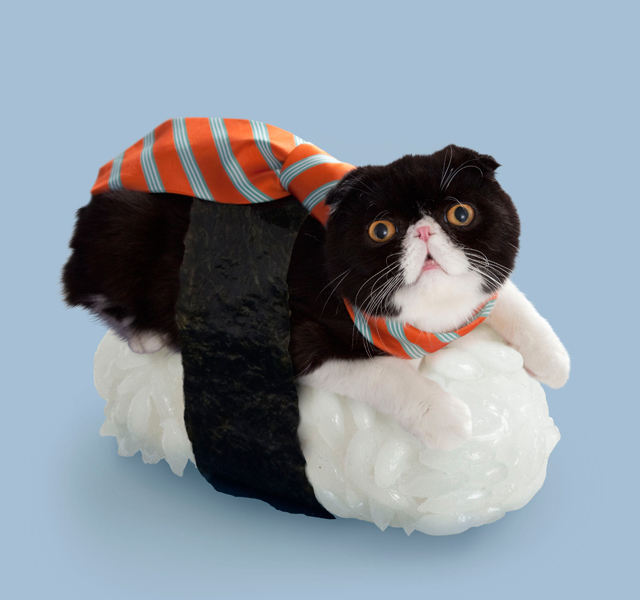 sushi cats