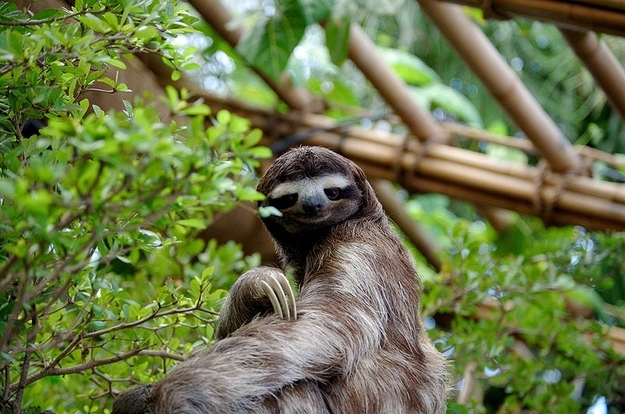 Fabulous sloth