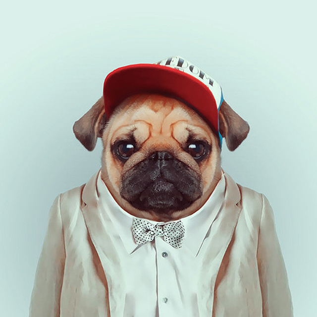 Fashion pug