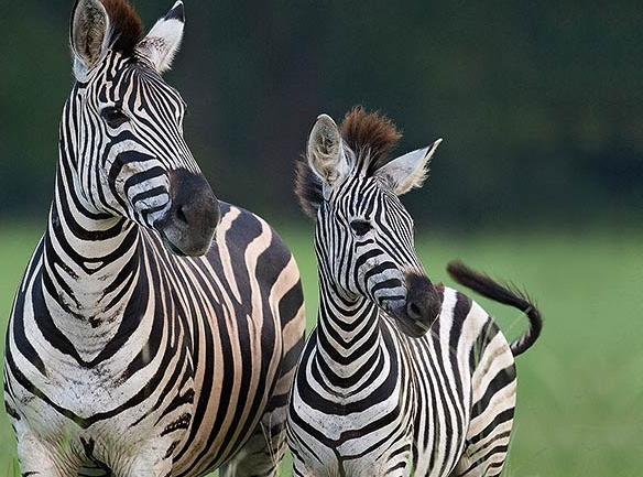 Sabi Sabi Private game reserve