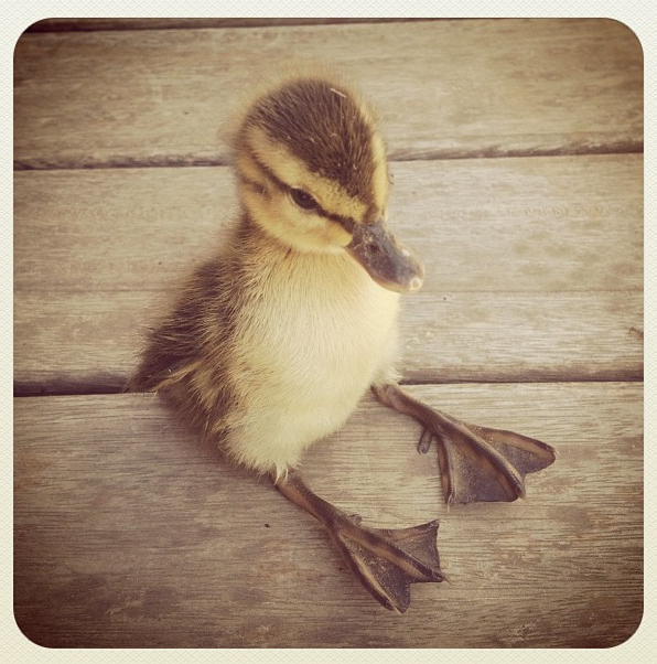 duckling