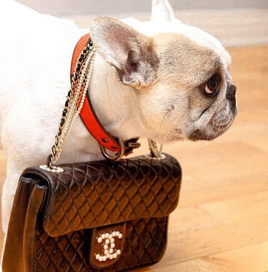chanel dog