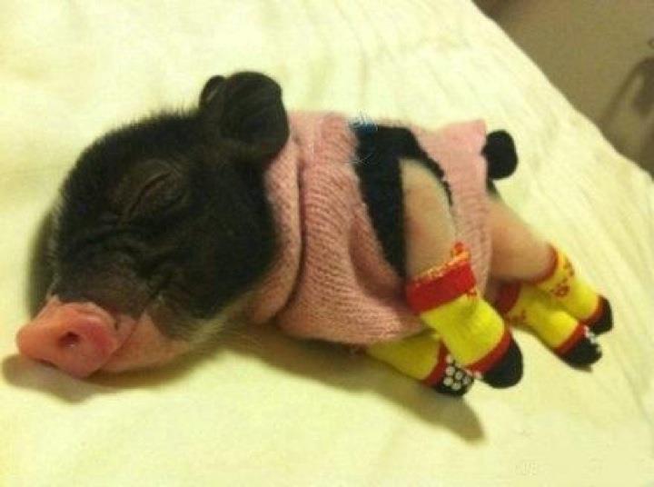 sleeping baby pig