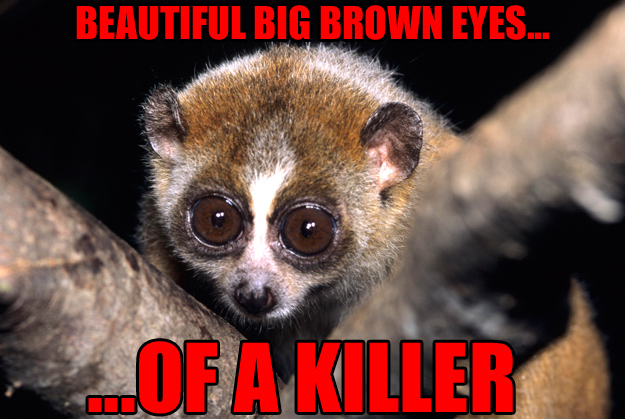 cute, deadly animals