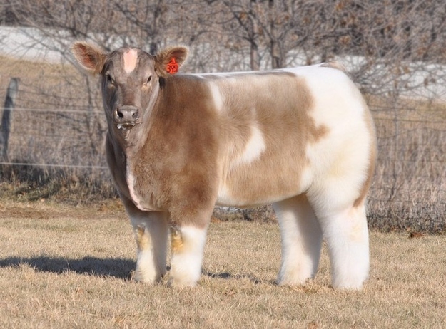 fluffy cow