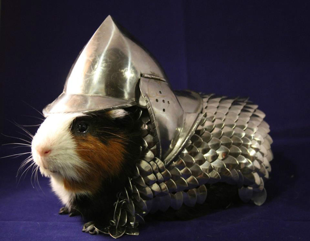 guinea pig armor