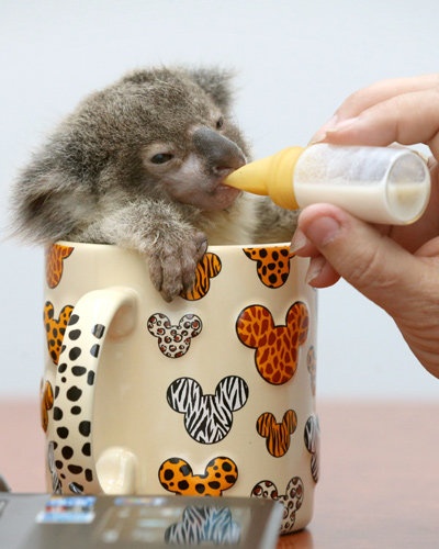 Koala in a Cup