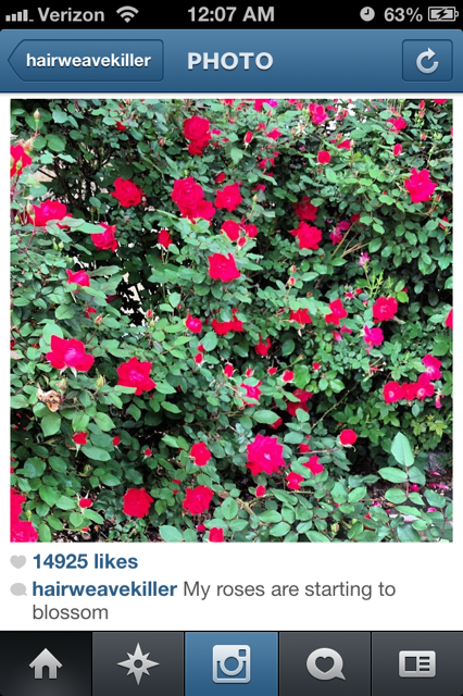 2 Chainz's rose bushes