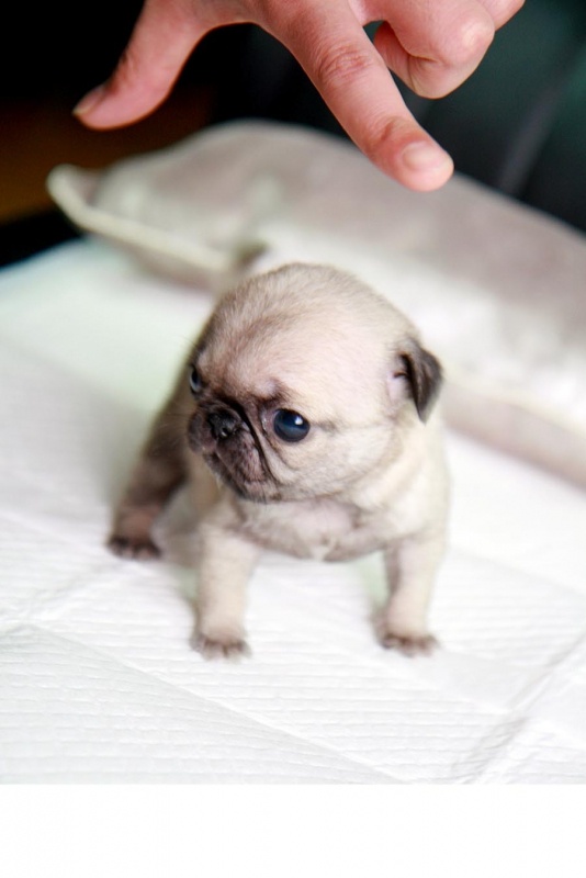 teacup pug