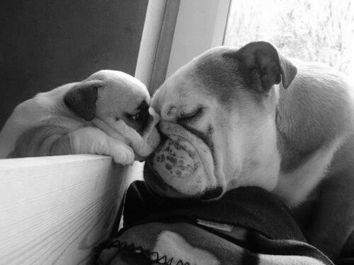 Bulldog Love