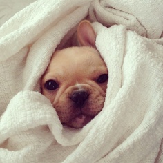 bundled frenchie