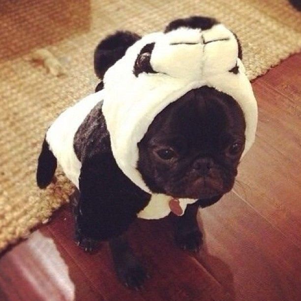 panda pug