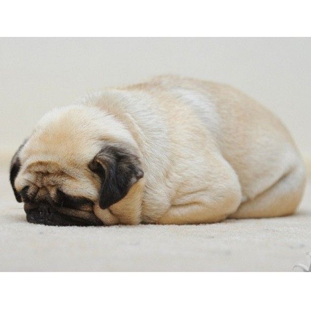 sleeping pug