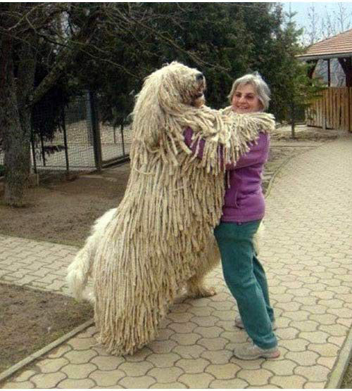 Huge dog
