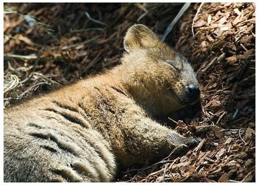quokka