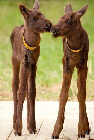 awkward baby animals