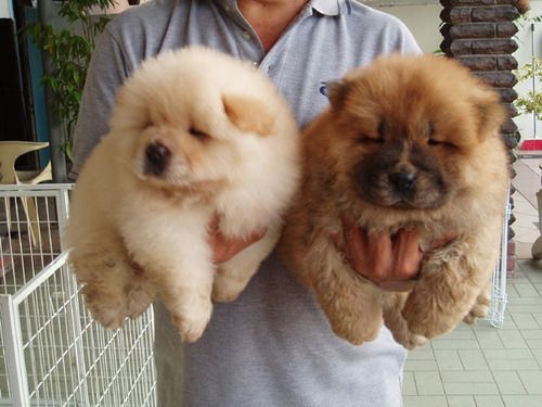fluffy puppies