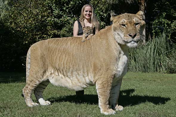 liger and person
