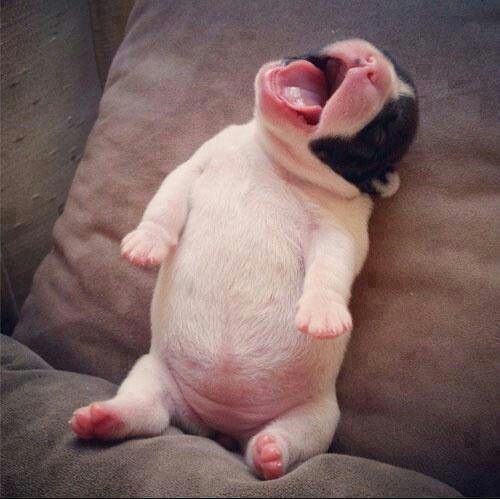 yawning puppy