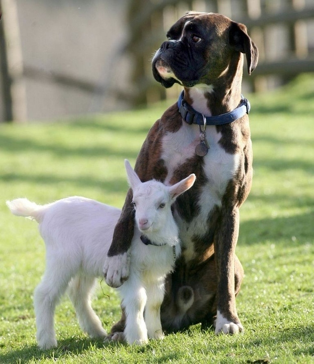 Boxer and goat