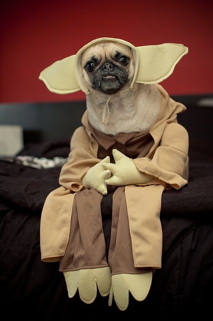 Yoda pug