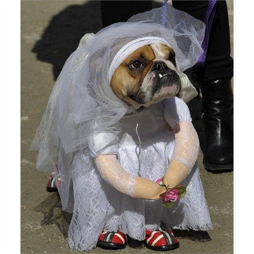 bride bulldog